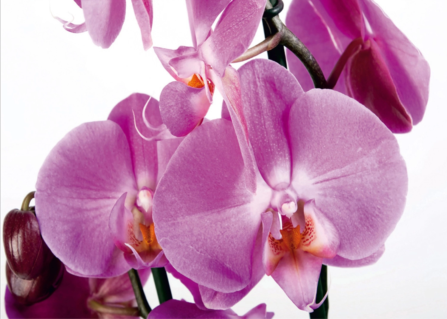 Fototapeta Fialová Orchidej | Vliesová fototapeta na zed' | 360 x 270 cm | FTNS 2459