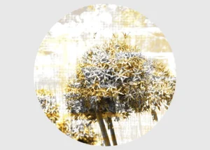 Samolepící vliesová fototapeta na zed' Zasněný Bělotrn | 70 x 70 cm | CR 3203 - Obrázek 2