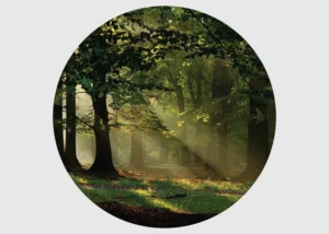 Samolepící vliesová fototapeta na zed' Prosluněný Les | 70 x 70 cm | CR 3210 - Obrázek 2