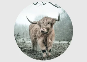 Samolepící vliesová fototapeta na zed' Majestátný Skot | 70 x 70 cm | CR 3229 - Obrázek 2