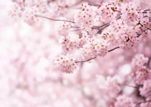 Wall Mural Sakura Bloom, Premium Non-woven Wallpaper, 375 x 270 cm, FT5P 352387 - Image 2