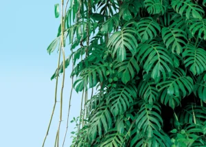 Fototapeta Monstera | Vliesová fototapeta na zed' | 375 x 270 cm | FT5P 352389 - Obrázek 2