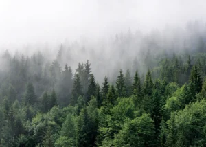 Wall Mural Misty Morning, 375 x 270 cm, FT5P 3031 - Obrázek 2