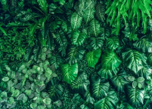 Fototapeta Smaragdová Džungle | Vliesová fototapeta na zed' | 375 x 270 cm | FT5P 352421 - Obrázek 2