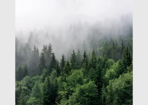 Vliesová fototapeta na zed' Les v Ranní Mlze | 300 x 270 cm | FT4P 5701 - Obrázek 2