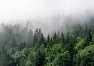 Wall Mural Misty Morning 160 x 110 cm, FTNM 7705 - Image 2