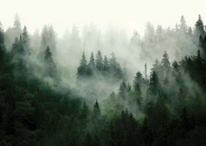 Wall Mural Misty Forest, 155 x 110 cm, FTNM 7707 - Image 2