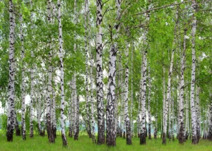 Wall Mural Birch Forest, Premium Non-woven Wallpaper, 375 x 270 cm, FTNS 2448 - Image 2