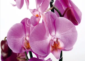 Fototapeta Fialová Orchidej | Vliesová fototapeta na zed' | 360 x 270 cm | FTNS 2459 - Obrázek 2