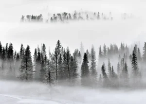 Fototapeta Stromy v Mlze | Vliesová fototapeta na zed' | 375 x 270 cm | FTNXXL 3008 - Obrázek 2