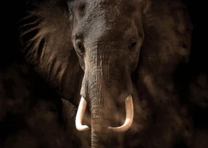 Wall Mural Elephant, Premium Non-woven Wallpaper, 375 x 270 cm, FTNXXL 3016 - Image 2