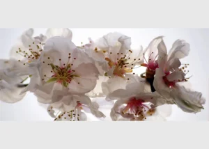 Vliesová fototapeta na zed' Květy Sakury | 202 x 90 cm | FTNH 2742 - Obrázek 2