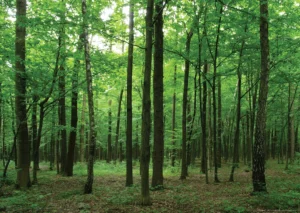 Wall Mural Forest, 160 x 110 cm, FTNM 2656 - Obrázek 2