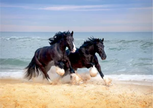 Wall Mural Horses on Beach, 160 x 110 cm, FTNM 2692 - Image 2