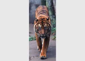 Wall Mural Tiger, 90 x 202 cm, FTNV 2800 - Image 2