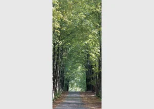 Vliesová fototapeta na zed' Stromová Alej | 202 x 90 cm | FTNV 2807 - Obrázek 2