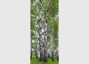 Vliesová fototapeta na zed' Břízy | 202 x 90 cm | FTNV 2896 - Obrázek 2