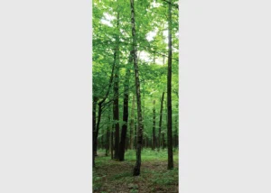 Wall Mural Forest, 90 x 202 cm, FTNV 2920 - Image 2