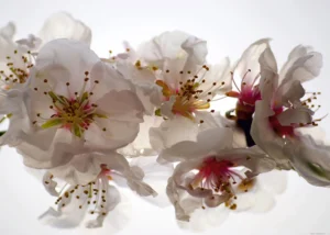 Wall Mural Tenderness, 375 x 270 cm, FTNXXL 0385 - Image 2