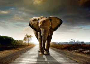 Wall Mural Elephant, Premium Non-woven Wallpaper, 375 x 270 cm, FTNXXL 0438 - Image 2