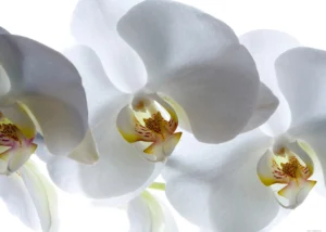 Fototapeta Bílá Orchidej | Vliesová fototapeta na zed' | 360 x 270 cm | FTNXXL 0466 - Obrázek 2