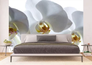 Fototapeta Bílá Orchidej | Vliesová fototapeta na zed' | 360 x 270 cm | FTNXXL 0466