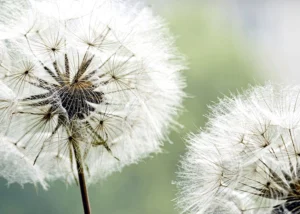 Wall Mural Dandelion, Premium Non-woven Wallpaper, 375 x 270 cm, FTNXXL 0477 - Image 2