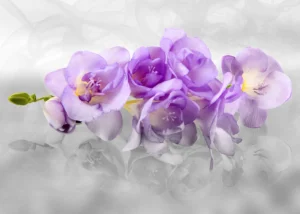 Fototapeta Něžná Orchidej | Vliesová fototapeta na zed' | 360 x 270 cm | FTNXXL 2400 - Obrázek 2