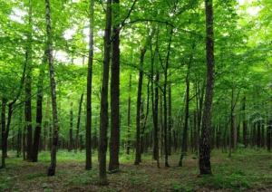 Wall Mural Forest, 360 x 254 cm, FTS 1324 - Image 2
