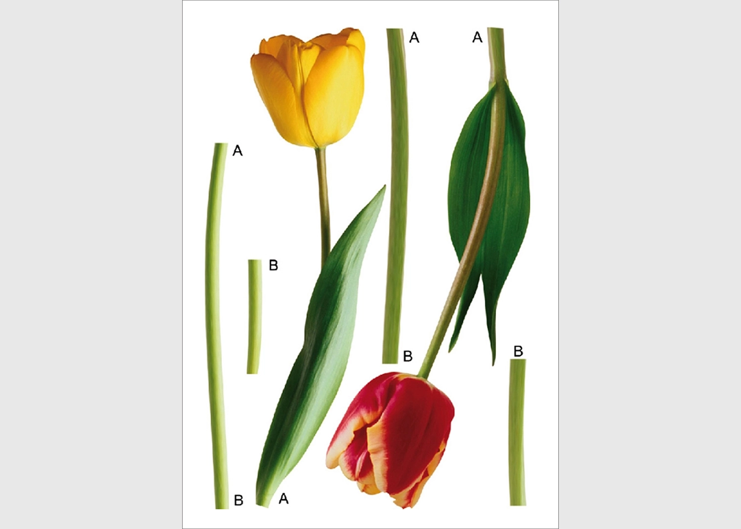 F_0401-1.webp Wall Stickers Tulips, 65 x 85 cm, F 0401