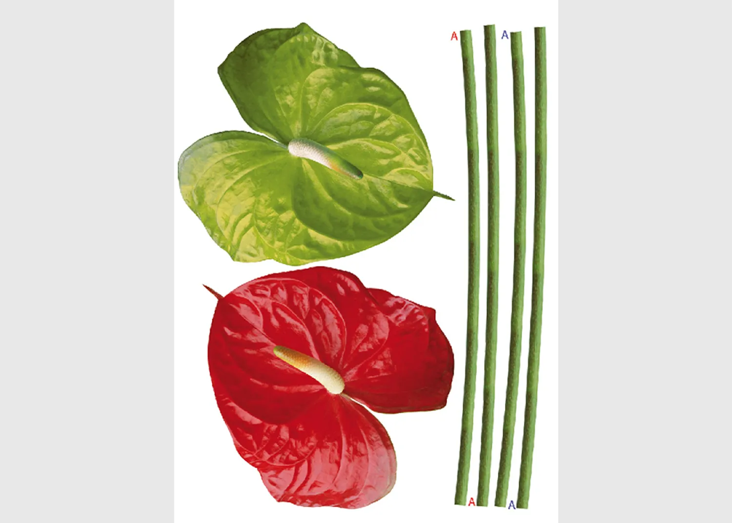 F_0449-1-1.webp Samolepka na zeď Anturie | 65 x 85 cm | F 0449 - Obrázek 1