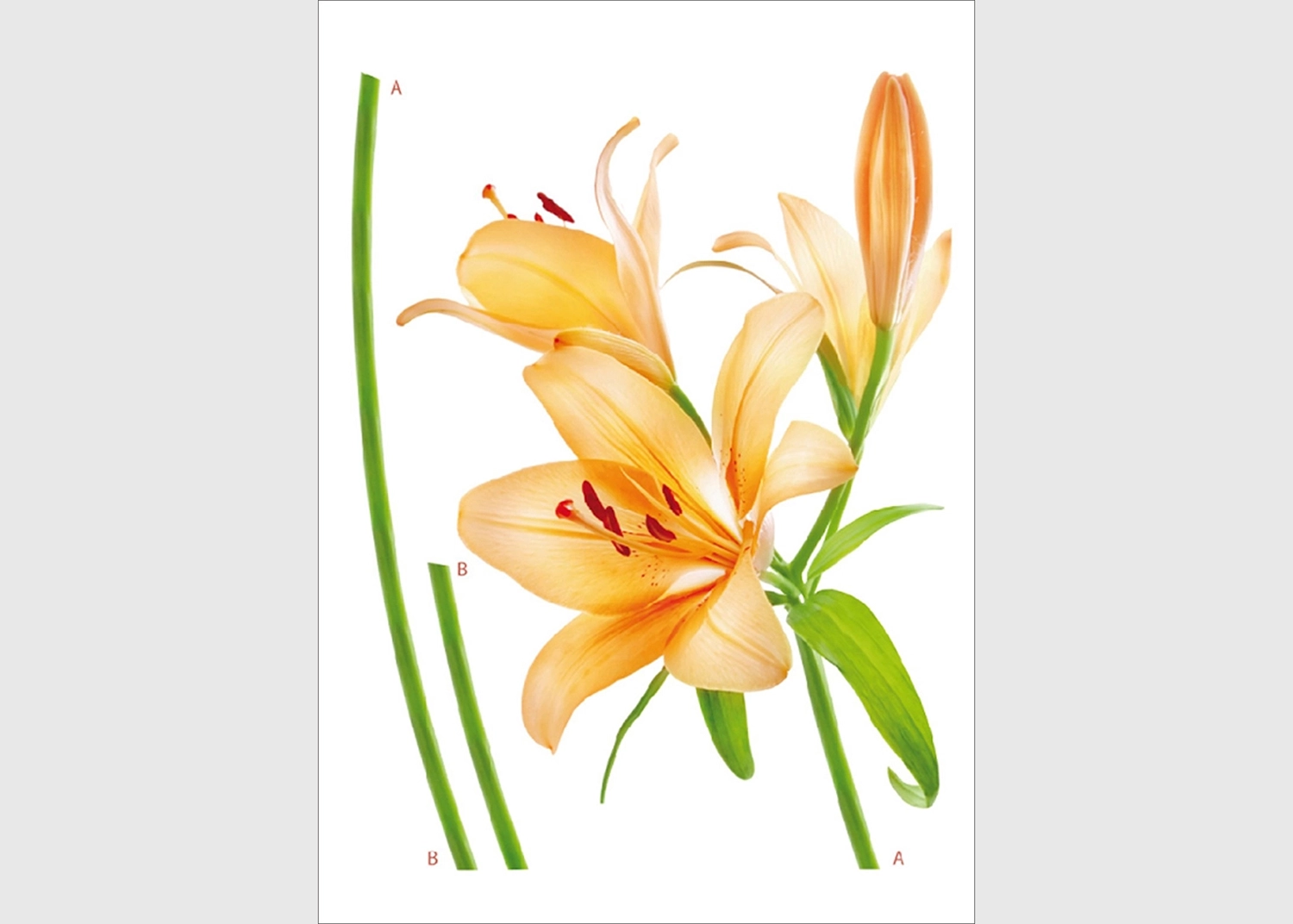 F_0450-1.webp Wall Stickers Orange Lily, 65 x 85 cm, F 0450
