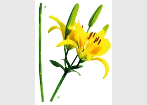 Wall Stickers Yellow Lily | 65 x 85 cm | FL 0463