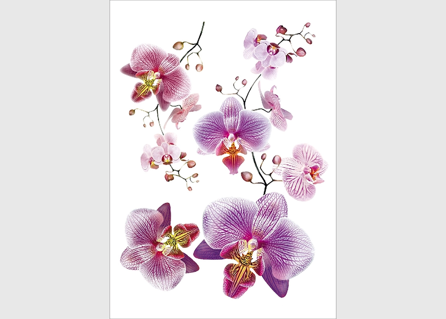 F_0466-1.webp Wall Stickers Blossom Pink, 65 x 85 cm, F 0466