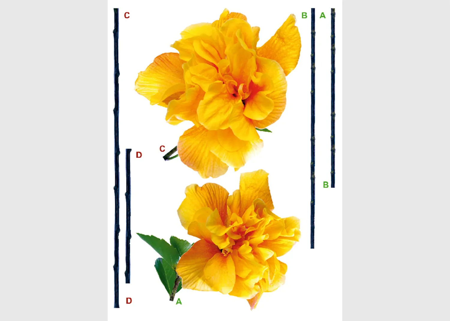 F_0472-1-1.webp Samolepka na zeď Karafiáty | 65 x 85 cm | F 0472 - Obrázek 1
