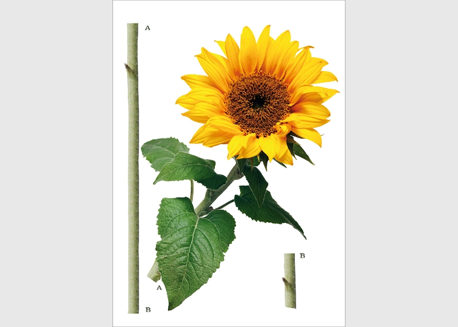 F_0476-1.webp Wall Stickers Sunflower, 65 x 85 cm, F 0476