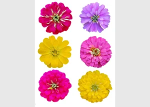 Wall Stickers Majors Flowers | 65 x 85 cm | F 1028
