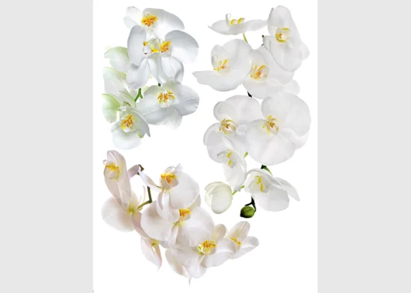 Wall Stickers Orchid, 65 x 85 cm, F 1068