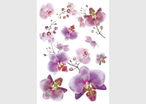 Samolepka na zeď Orchideje | 42.5 x 65 cm | SM 3440