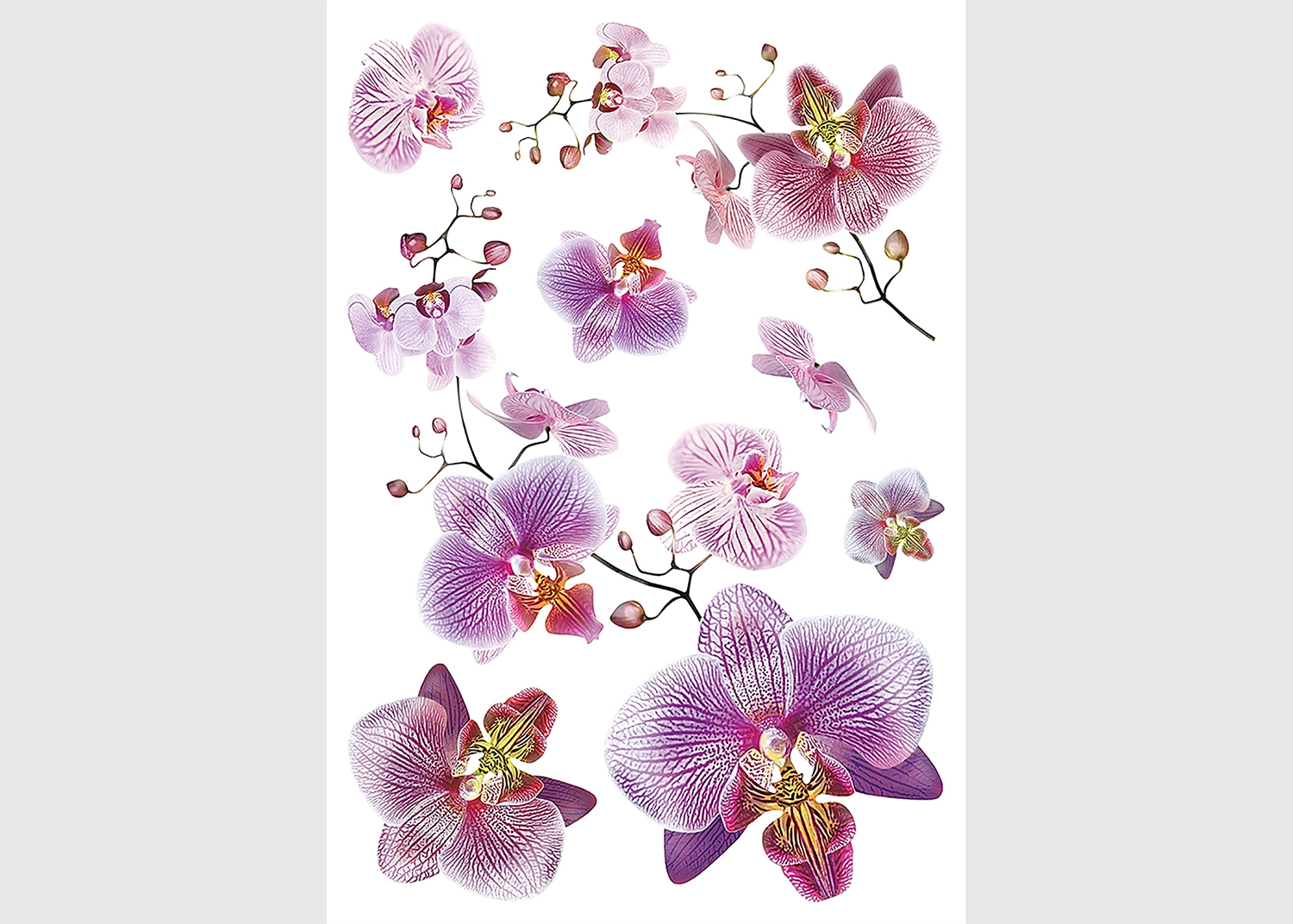 SM_3440-1.webp Wall Stickers Orchids, 42,5 x 65 cm, SM 3440