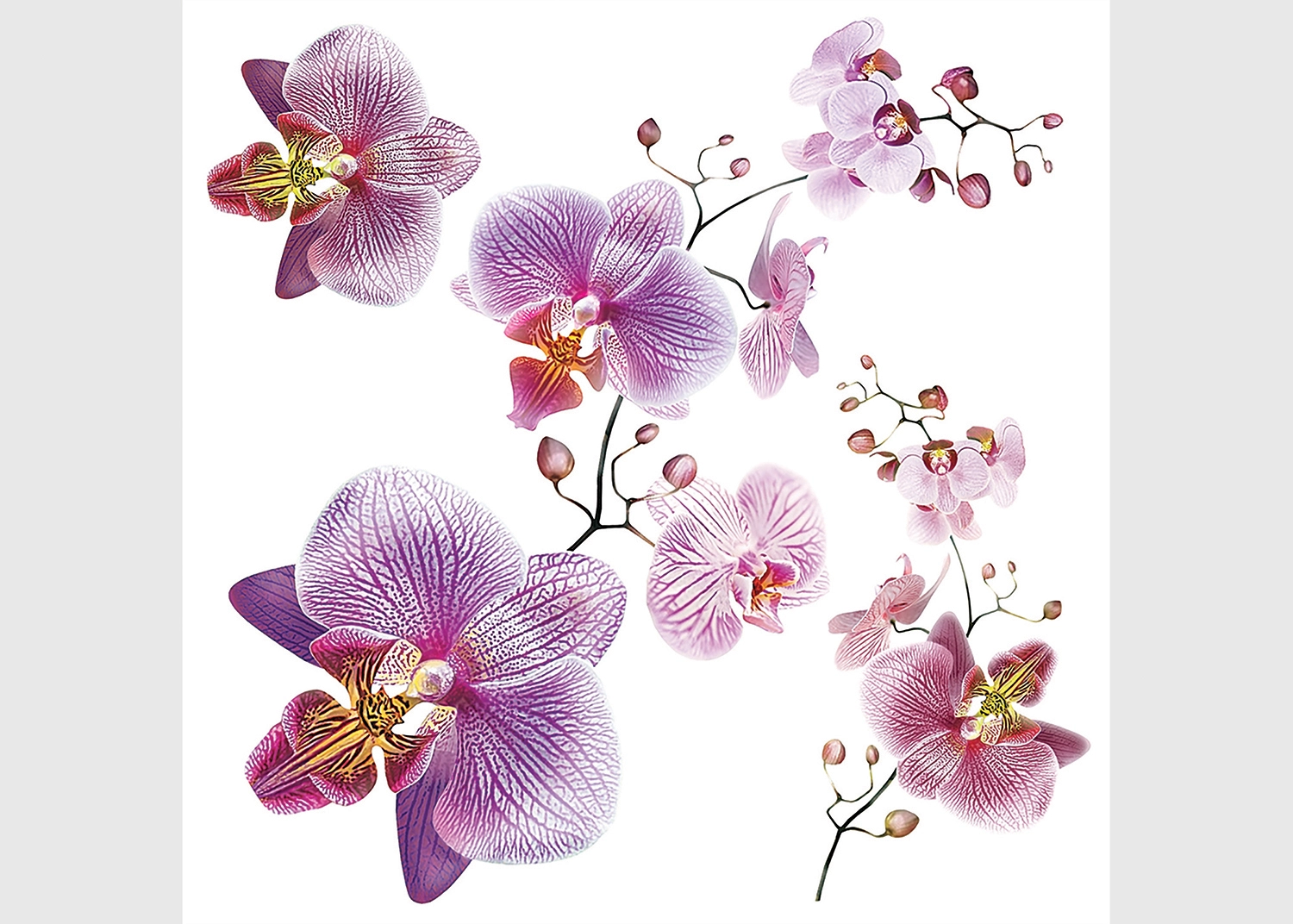SS_3859-1.webp Wall Stickers Orchids, 30 x 30 cm, SS 3859