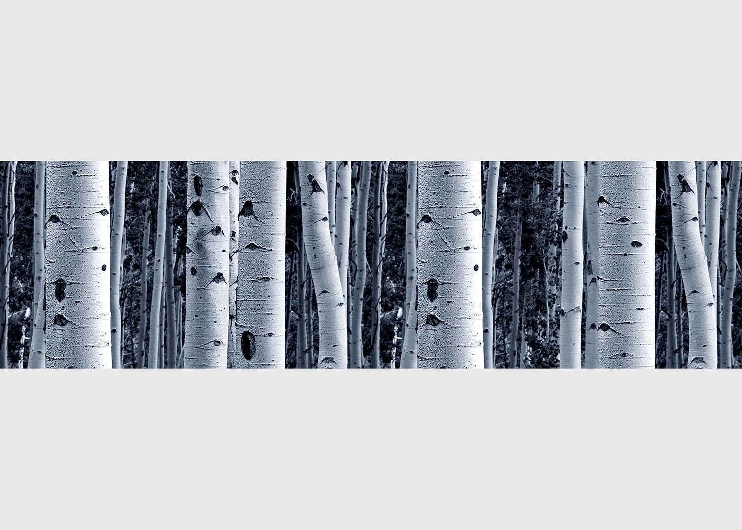WB_8207-1.webp Wall Border Birchwood Enchantment | 5 m x 13.8 cm | WB 8207