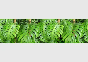 Wall Border Monstera Leaves | 5 m x 13.8 cm | WB 8219