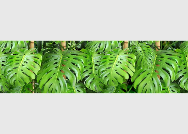 Wall Border Monstera Leaves | 5 m x 13.8 cm | WB 8219